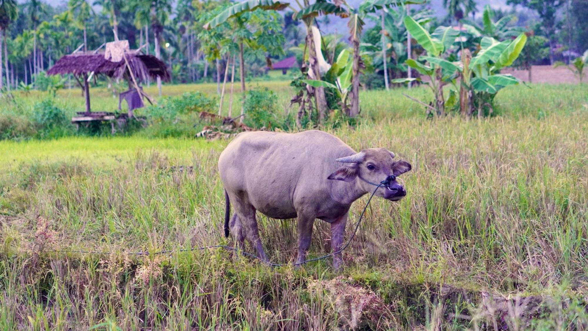 Sumatra Expedition Lodge ブキットラワン エクステリア 写真